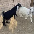 تيوس وطليان