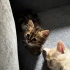 قطط تبني