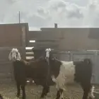 تيوس