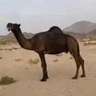 جمل اصفر