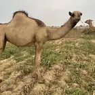 حاشي انثي باقي يعيش من أمها