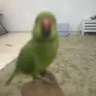 ببغاء دره أليف