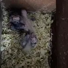 كروانات للبيع
