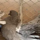 نوادر الحمام