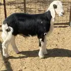 طلي نجدي شحم تم البيع