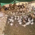 حمام فرنسي وزاجل