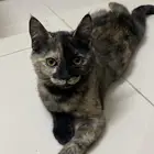 قطه للتبنى