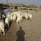 ذبايح حري