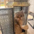 قطه سكوتش للتبني