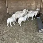 خلفات حريات