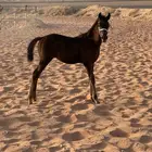 مهر واهو