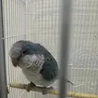 كويكر متحدث عمره سنه تقريبا