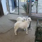 للبيع خروف ورخل توم