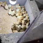 صوص دجاج تركي عمر أربعة أيام صحه ممتازه