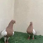 جوز شامي دجي