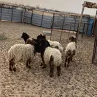 بهم البيع
