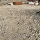 غنم شبوك للايجار