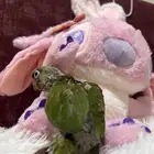 فروخ كنيور للبيع