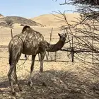 بكره لبنيه للبيع