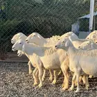 ضان حريات حرش صنف مضاريع ودفيع بفحولها