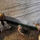 صوص دجاج بلدي العمر 26-30 يوم