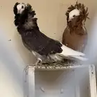 زوج جاكوبين