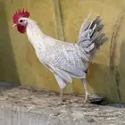 ديكة فيومي المنيوم