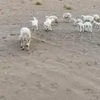 غنم حريات العدد 20 معها 8 غنم بر الموقع الحناكيه