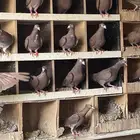 حمام زاجل اجواز ( عشه كامله )