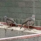 ذكر مغربي