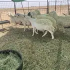 شياه حريات مراح واحد دفيع