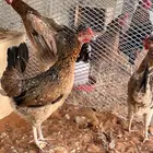 دجاج ماكنتوش