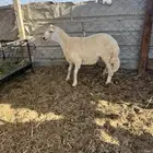 طلي حري