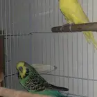 طيور بادجي انجليزي و هولندي