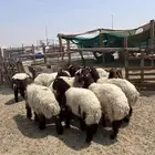 خرفان نعيم فاخرة