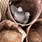 للبيع حمام