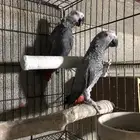 جوز كاسكو منتج