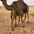 بكره عمرها 4شهور ترضع امها كفو