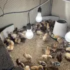 صوص بلدي للبيع