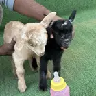 ماعز قزم أمريكي تشيكي