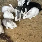 حمام و ارانب