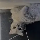 ذكر سكوتش سترت بيور مستوى فخم تم البيع خارج الموقع