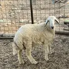 طلى حرى ( تم البيع )