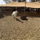 طلي فحل