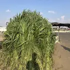 قصب اخضر وجيم قصار حزم الموقع حرجه ضمد السعر 5