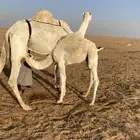 للبيع حاشي عمره 6 شهور