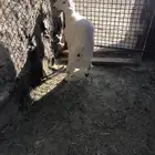 رخال فل شحم