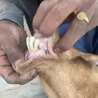 عنز متبع معها جفره