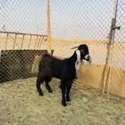 عنز ومعها تيس