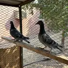 طبه زاجل سباق